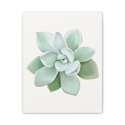 Pachyveria Haagei Succulent Canvas Print – Botanical Wall Art