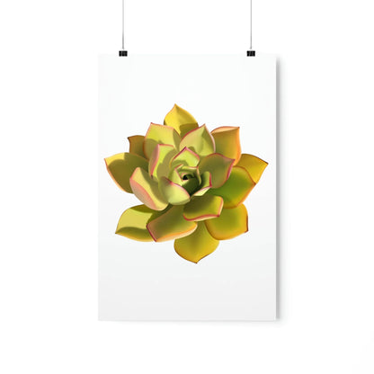 Noble Aeonium Succulent Botanical Print – Unframed Wall Art