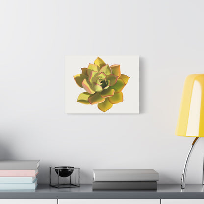 Noble Aeonium Succulent Canvas Print – Botanical Wall Art