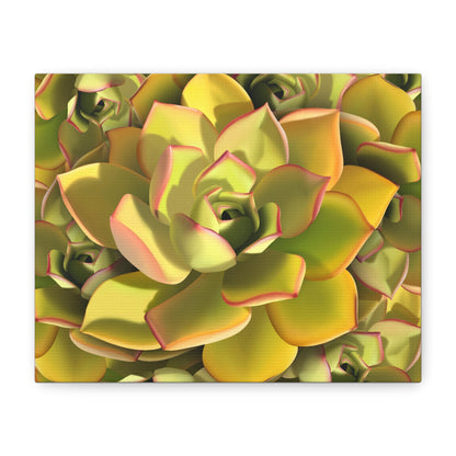 Noble Aeonium Succulent Pattern Canvas Print – Botanical Wall Art