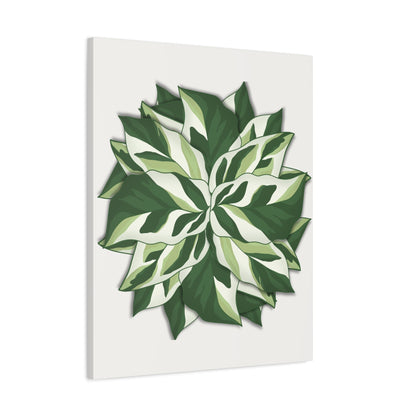 Calathea White Fusion Canvas Print – Botanical Wall Art
