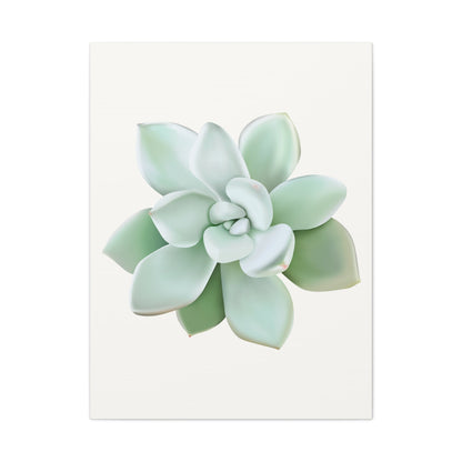 Pachyveria Haagei Succulent Canvas Print – Botanical Wall Art