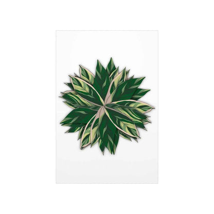 Stromanthe Triostar Botanical Print – Unframed Wall Art