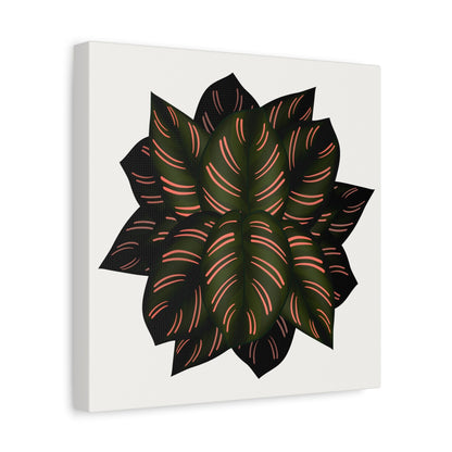 Calathea Pinstripe Canvas Print – Botanical Wall Art