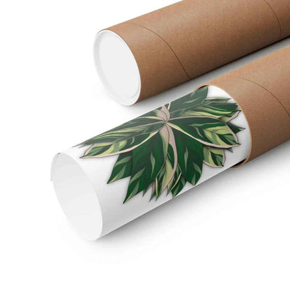 Stromanthe Triostar Botanical Print – Unframed Wall Art