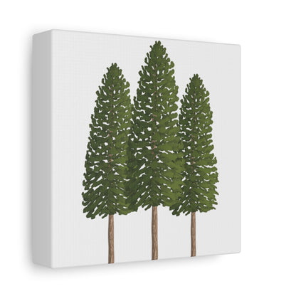 Ponderosa Pine Canvas Print – Wall Art