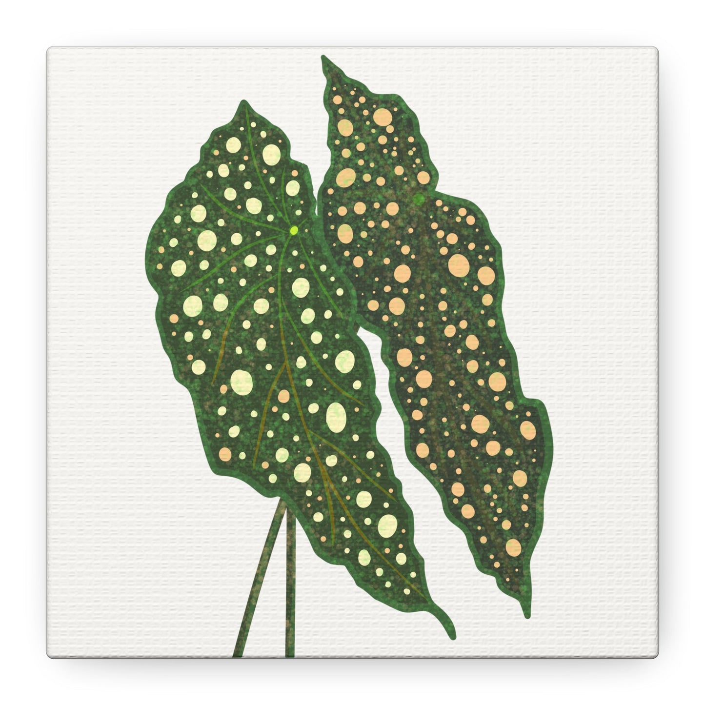 Begonia Maculata Canvas Print – Botanical Wall Art