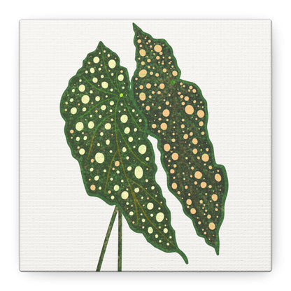 Begonia Maculata Canvas Print – Botanical Wall Art