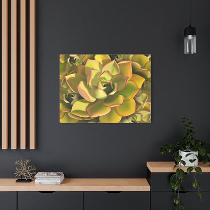 Noble Aeonium Succulent Pattern Canvas Print – Botanical Wall Art