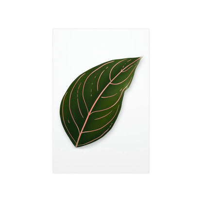 Aglaonema Rotundum Botanical Print – Unframed Wall Art