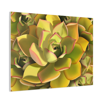 Noble Aeonium Succulent Pattern Canvas Print – Botanical Wall Art
