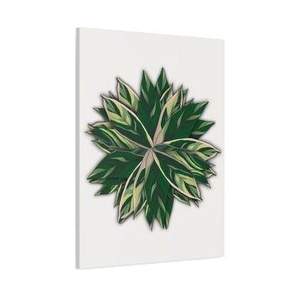 Stromanthe Triostar Canvas Print – Botanical Wall Art