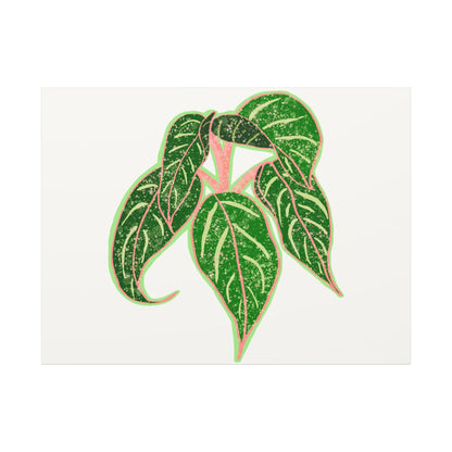 Aglaonema Sparkling Sarah Canvas Print – Botanical Wall Art