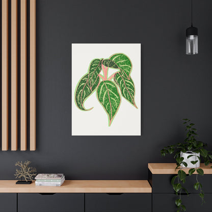 Aglaonema Sparkling Sarah Canvas Print – Botanical Wall Art