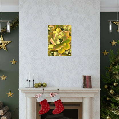 Noble Aeonium Succulent Pattern Botanical Print – Unframed Wall Art