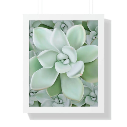 Pachyveria Haagei Succulent Pattern Framed Print – Botanical Wall Art
