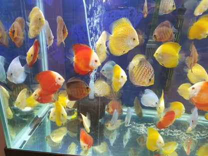 HI-FIN TURQUOISE DISCUS