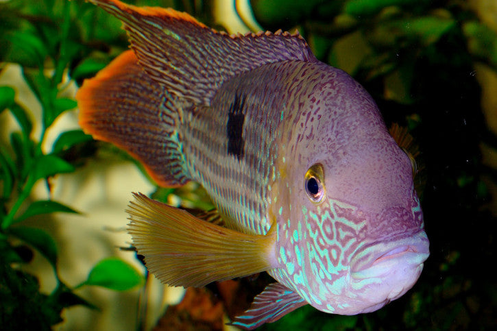 Green Terror Cichlid (Andinoacara rivulatus)