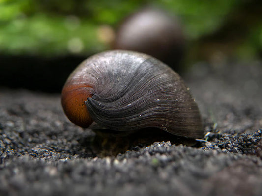 Black snails