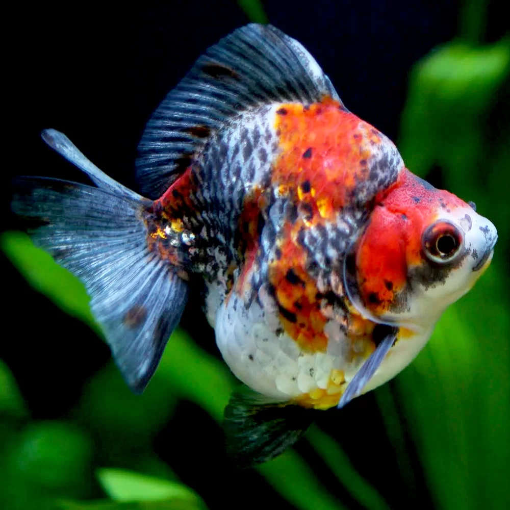 Ryukin Calico