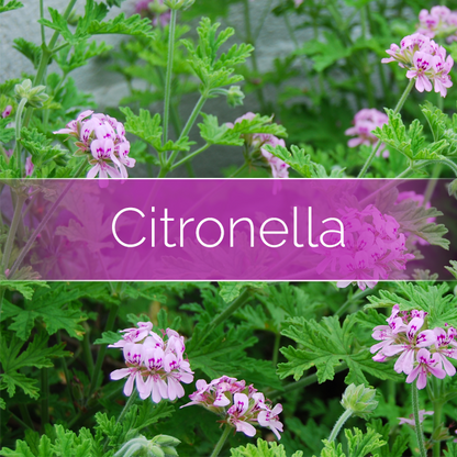 Citronella - Candle-Making Kit + Jar