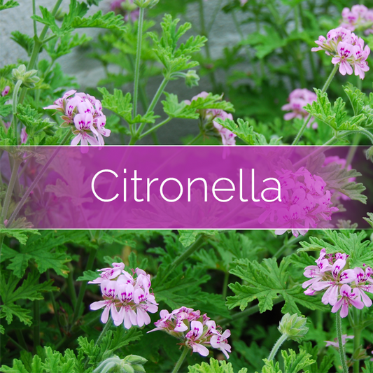 Citronella - 14oz/100 Hour Filled Candle