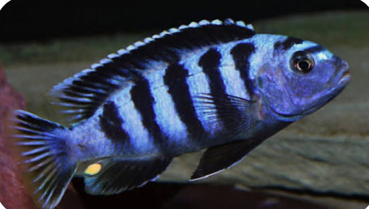 Chindongo saulosi Mbuna German Blood (Juveniles 2")