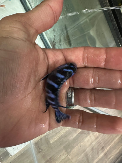 Chindongo demasoni  Demasoni Cichlid