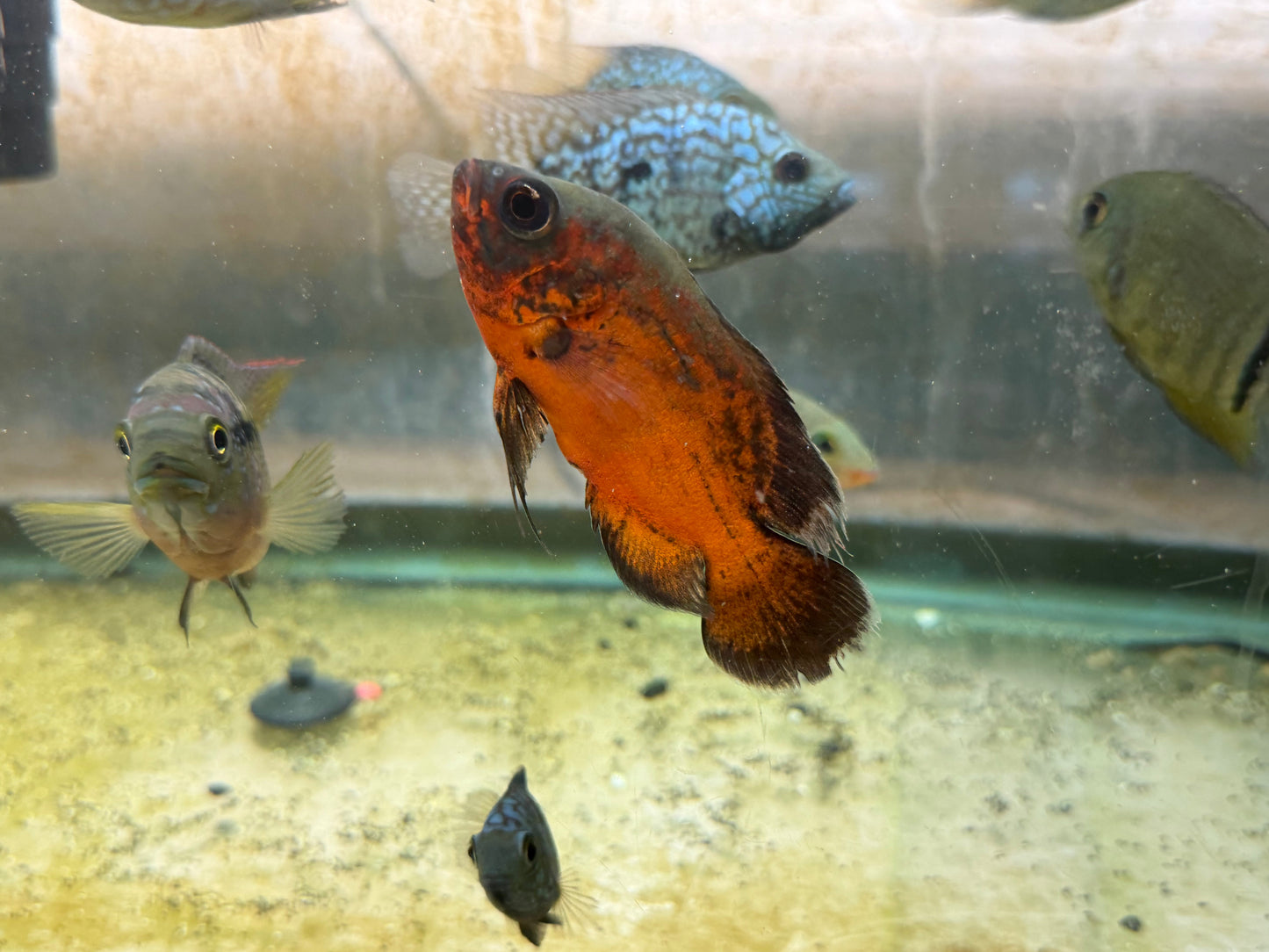 Red Copper Oscar