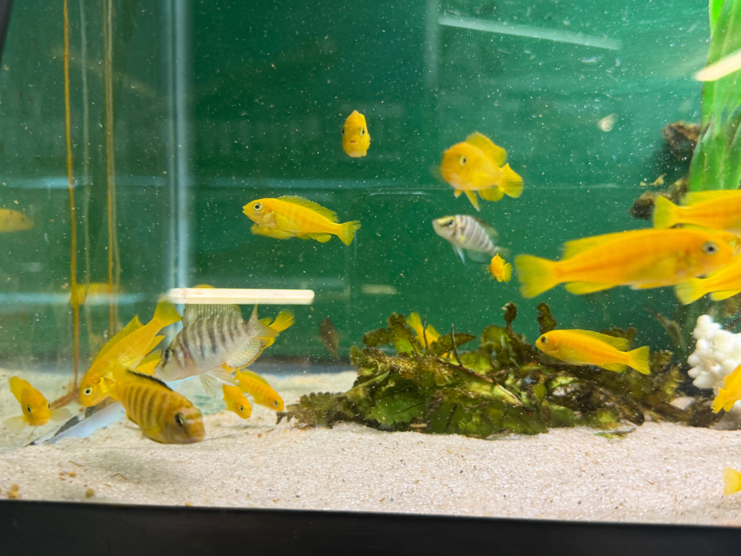 Chindongo saulosi Mbuna German Blood (Juveniles 2")
