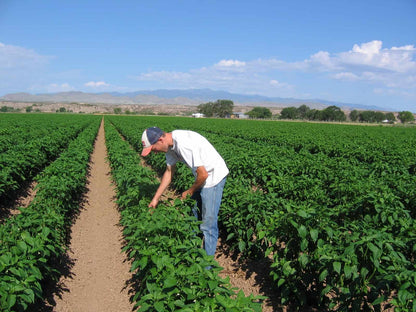 FRESH GREEN CHILE 2026 HARVEST PRE-ORDERS START JUNE 1ST = SAVE 10% OFF = HARVEST BEGINS AUGUST 2026
