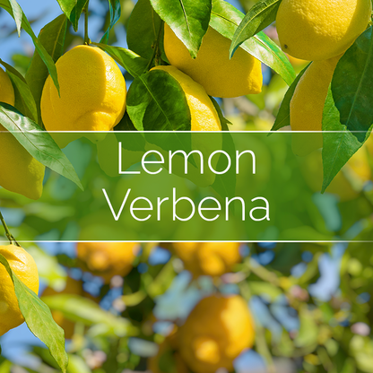 Lemon Verbena - 14oz Filled Candle
