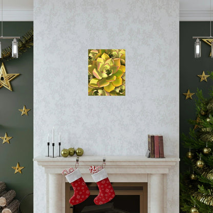 Noble Aeonium Succulent Pattern Botanical Print – Unframed Wall Art