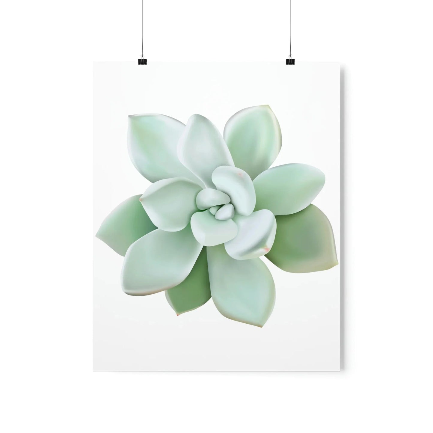 Pachyveria Haagei Succulent Botanical Print – Unframed Wall Art