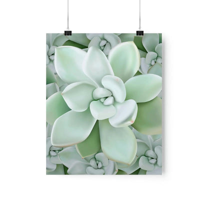 Pachyveria Haagei Succulent Pattern Botanical Print – Unframed Wall Art
