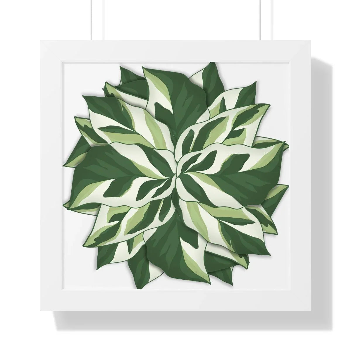 Calathea White Fusion Framed Print – Botanical Wall Art