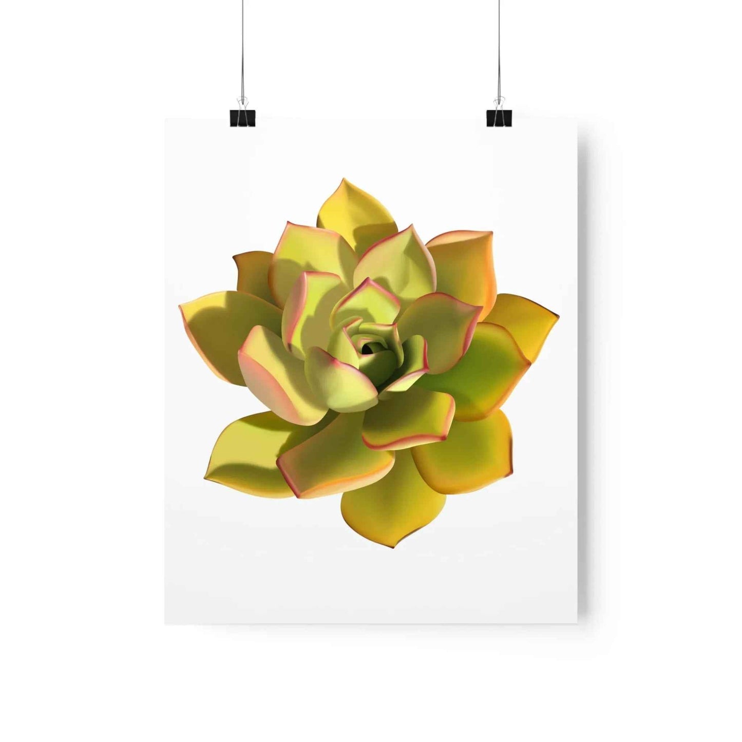 Noble Aeonium Succulent Botanical Print – Unframed Wall Art