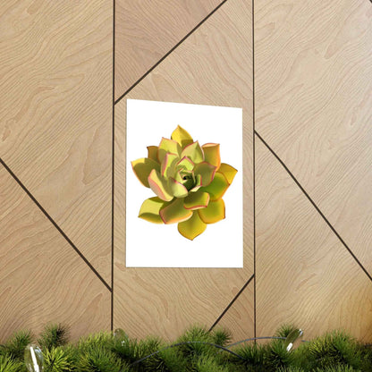 Noble Aeonium Succulent Botanical Print – Unframed Wall Art