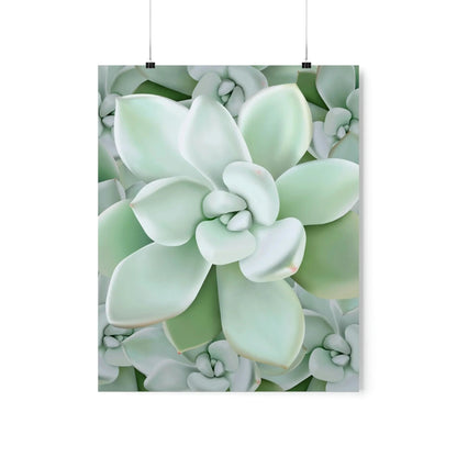 Pachyveria Haagei Succulent Pattern Botanical Print – Unframed Wall Art