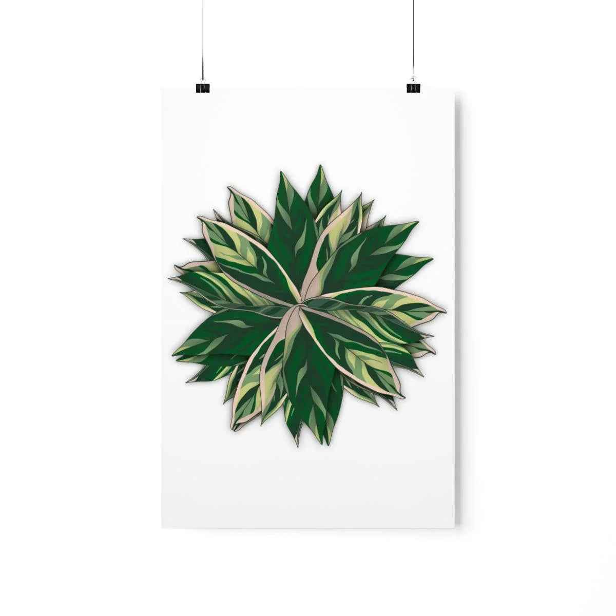 Stromanthe Triostar Botanical Print – Unframed Wall Art