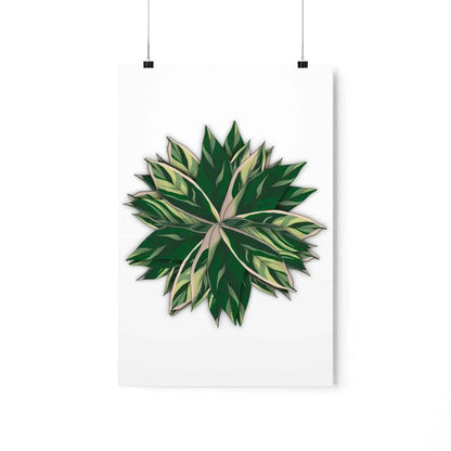 Stromanthe Triostar Botanical Print – Unframed Wall Art