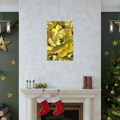 Noble Aeonium Succulent Pattern Botanical Print – Unframed Wall Art