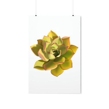 Noble Aeonium Succulent Botanical Print – Unframed Wall Art