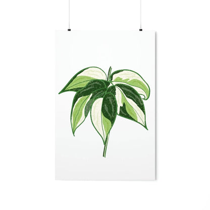Philodendron Cream Splash Botanical Print – Unframed Wall Art