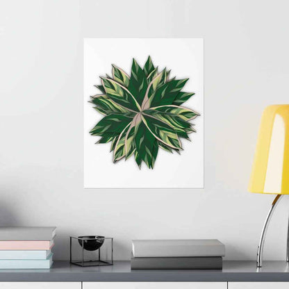Stromanthe Triostar Botanical Print – Unframed Wall Art