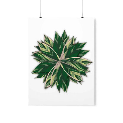 Stromanthe Triostar Botanical Print – Unframed Wall Art