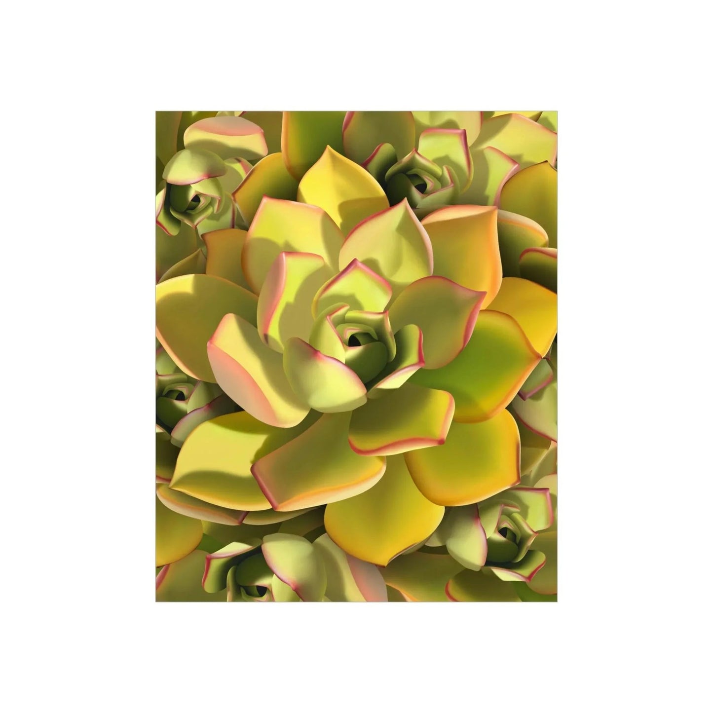 Noble Aeonium Succulent Pattern Botanical Print – Unframed Wall Art