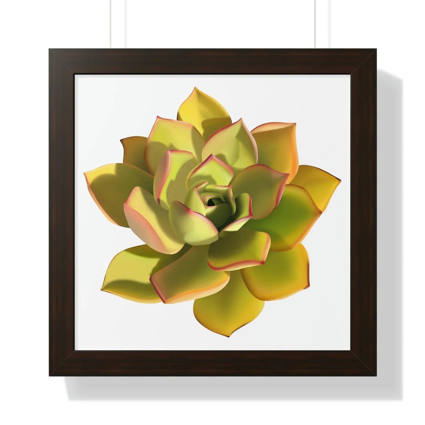 Noble Aeonium Succulent Framed Print – Botanical Wall Art