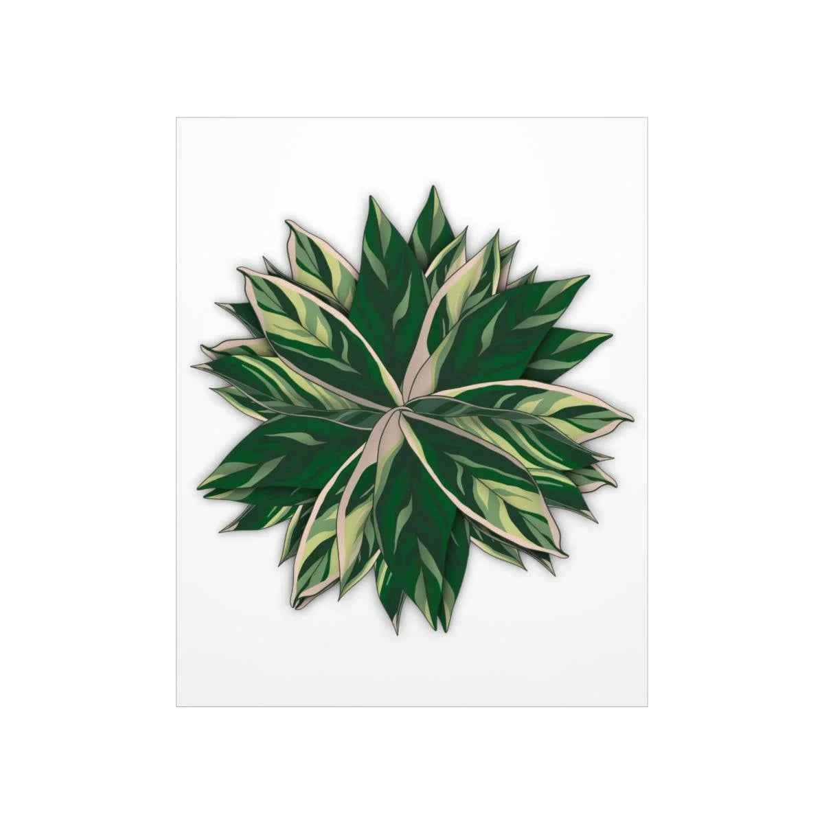 Stromanthe Triostar Botanical Print – Unframed Wall Art