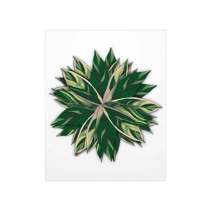 Stromanthe Triostar Botanical Print – Unframed Wall Art
